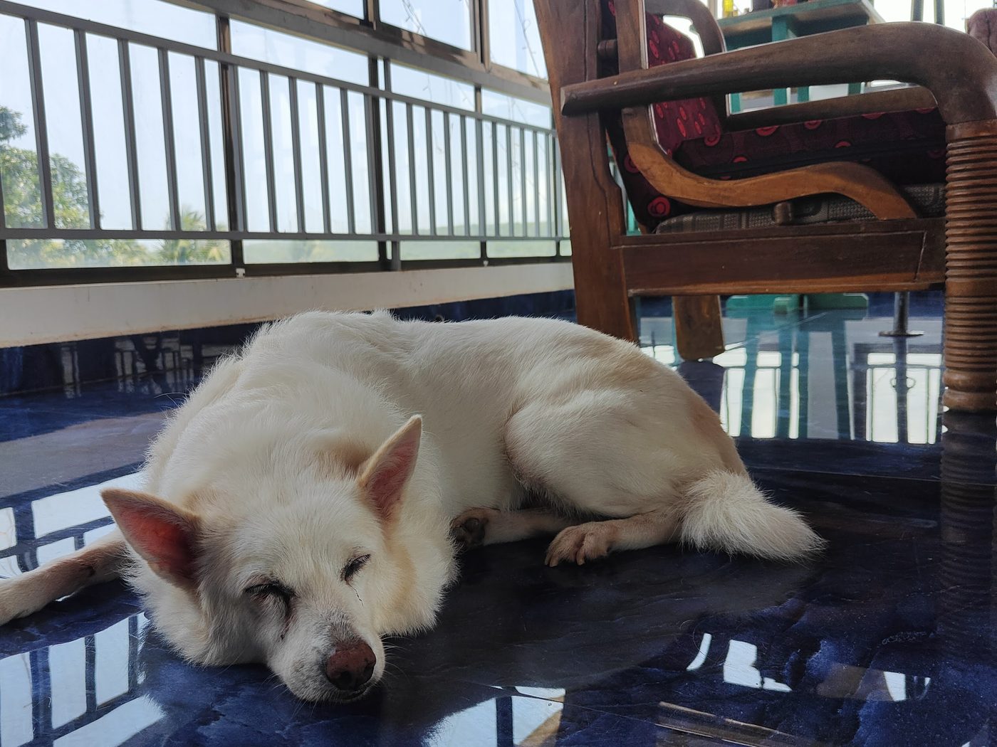 The house dog asleep on the cool floor