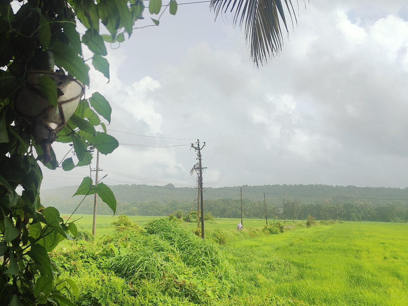 Monsoon paddy on the lane down to the beach.